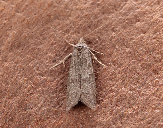 49.049 BF1024 Light Grey Tortrix Cnephasia incertana