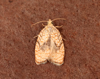 49.062 BF1036 Acleris forsskaleana