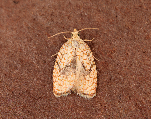 49.062 BF1036 Acleris forsskaleana