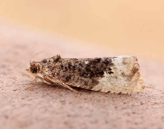 49.156 BF1083 Marbled Orchard Tortrix Hedya nubiferana