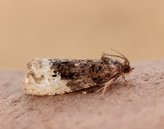 49.156 BF1083 Marbled Orchard Tortrix Hedya nubiferana