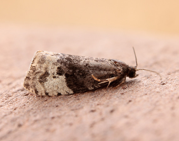 49.157 BF1082 Plum Tortrix Hedya pruniana