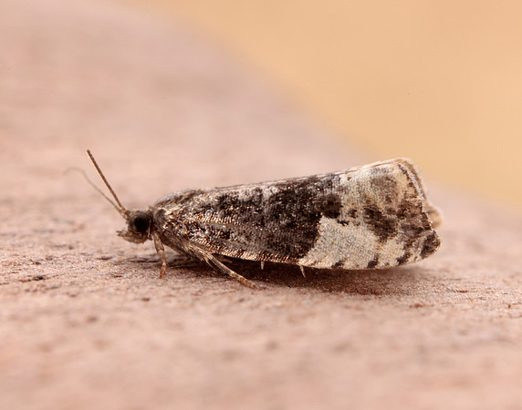 49.157 BF1082 Plum Tortrix Hedya pruniana