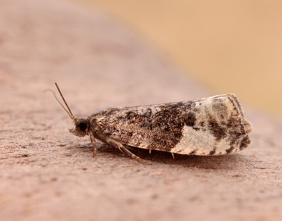 49.157 BF1082 Plum Tortrix Hedya pruniana