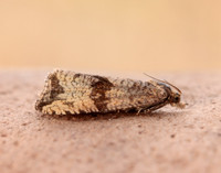 49.161 BF1063 Celypha striana
