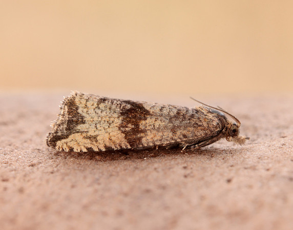 49.161 BF1063 Celypha striana