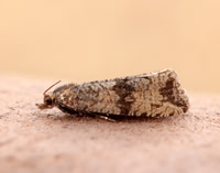 49.161 BF1063 Celypha striana