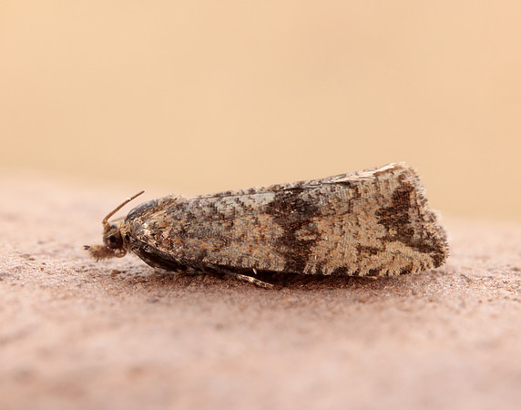 49.161 BF1063 Celypha striana