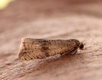 49.161 BF1063 Celypha striana
