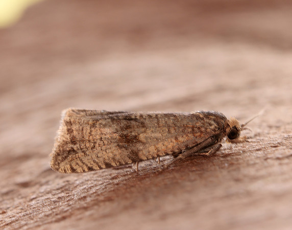 49.161 BF1063 Celypha striana