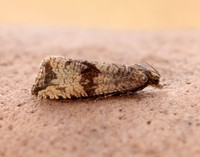 49.161 BF1063 Celypha striana