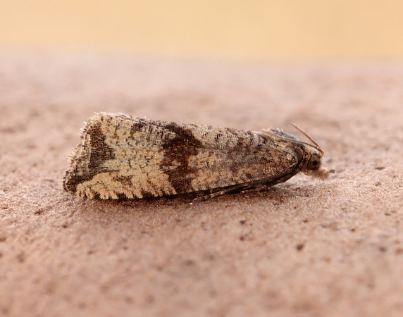 49.161 BF1063 Celypha striana