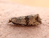 49.161 BF1063 Celypha striana