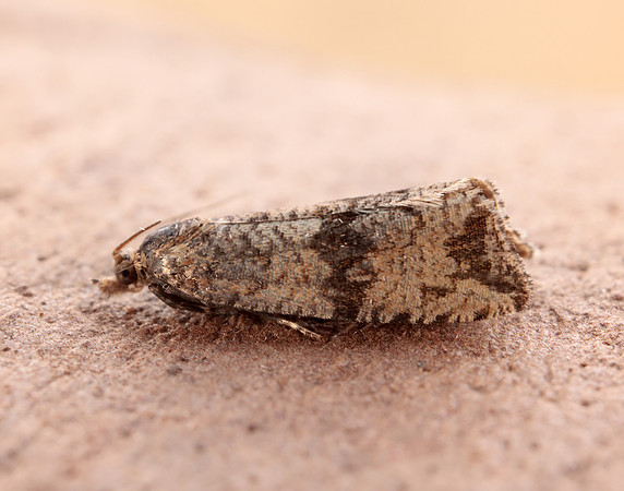 49.161 BF1063 Celypha striana