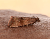 49.161 BF1063 Celypha striana