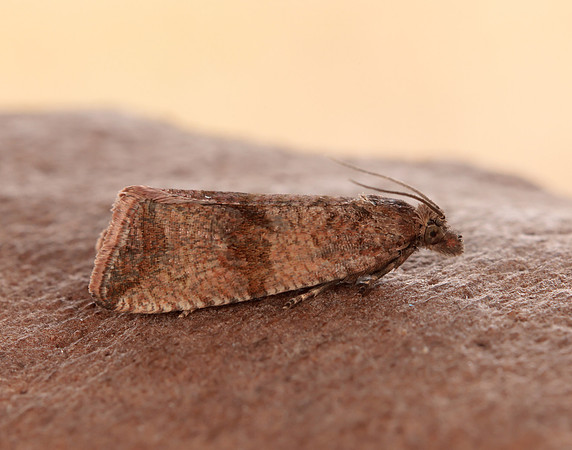 49.161 BF1063 Celypha striana