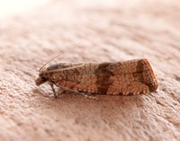 49.161 BF1063 Celypha striana