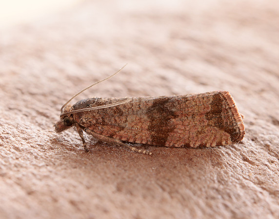 49.161 BF1063 Celypha striana