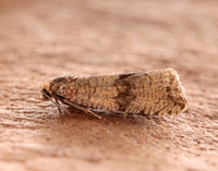 49.161 BF1063 Celypha striana