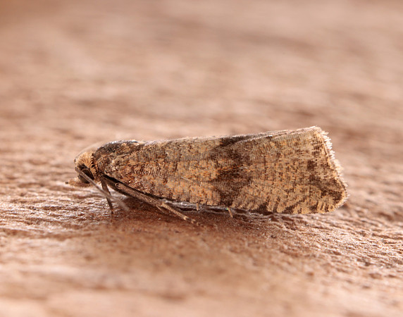 49.161 BF1063 Celypha striana