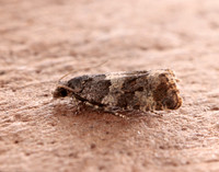 49.183 BF1108 Lobesia abscisana