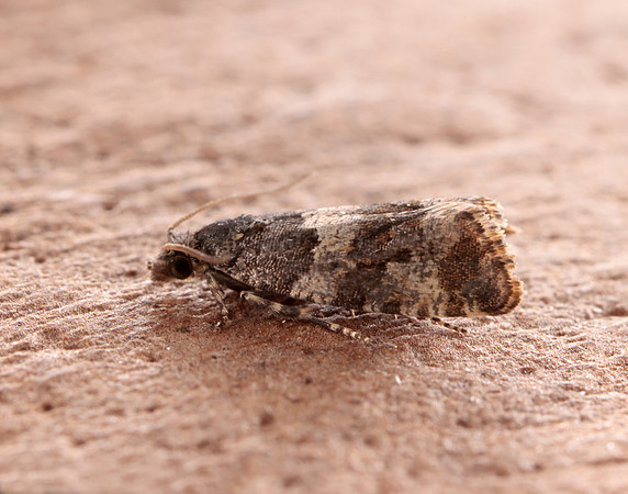 49.183 BF1108 Lobesia abscisana