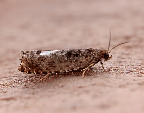 49.215 BF1115 Ancylis achatana