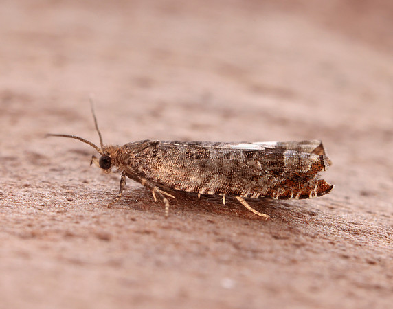 49.215 BF1115 Ancylis achatana