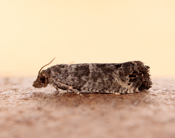 49.224 BF1205 Bud Moth Spilonota ocellana
