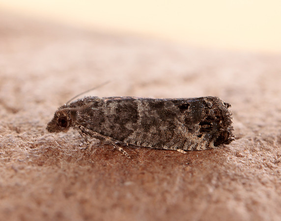 49.224 BF1205 Bud Moth Spilonota ocellana