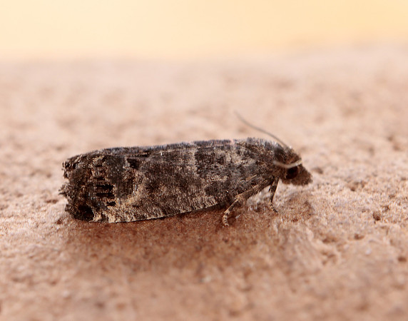 49.224 BF1205 Bud Moth Spilonota ocellana