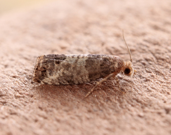 49.224 BF1205 Bud Moth Spilonota ocellana