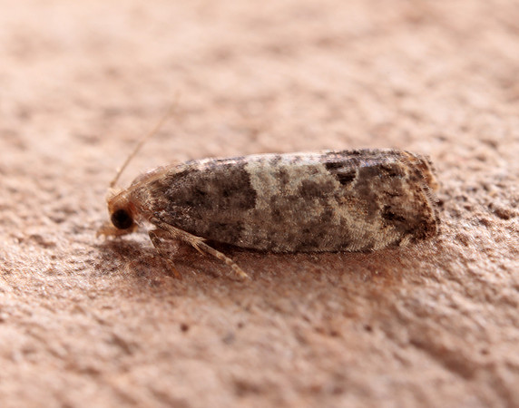 49.224 BF1205 Bud Moth Spilonota ocellana