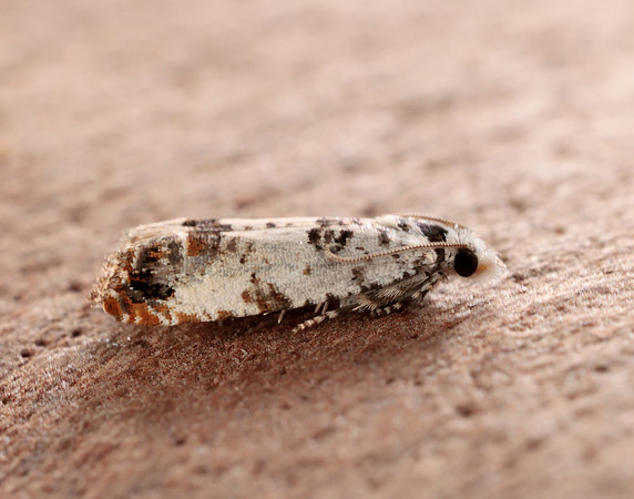 49.269 BF1197 Eucosma campoliliana
