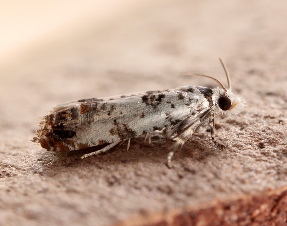 49.269 BF1197 Eucosma campoliliana