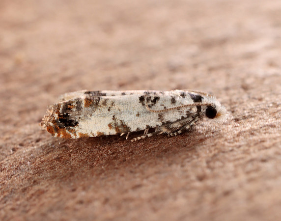 49.269 BF1197 Eucosma campoliliana