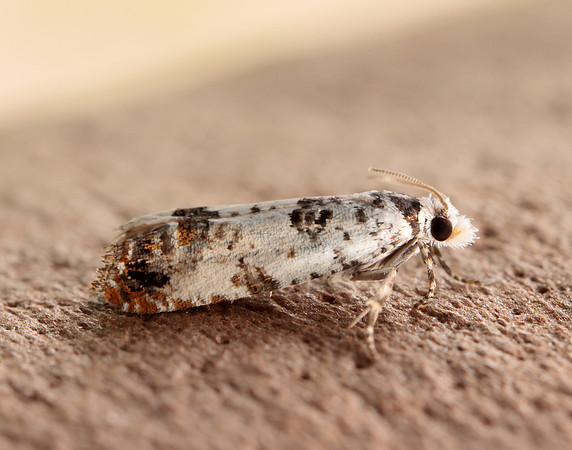 49.269 BF1197 Eucosma campoliliana