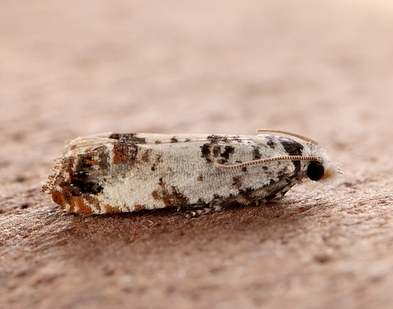 49.269 BF1197 Eucosma campoliliana