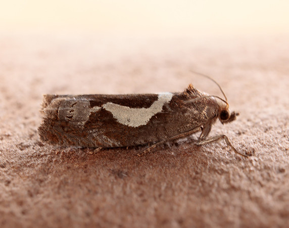 49.288 BF1183 Epiblema foenella