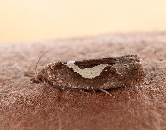 49.288 BF1183 Epiblema foenella
