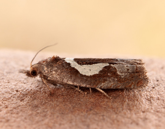49.288 BF1183 Epiblema foenella