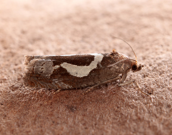 49.288 BF1183 Epiblema foenella