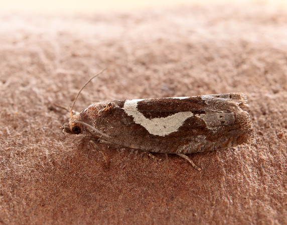 49.288 BF1183 Epiblema foenella