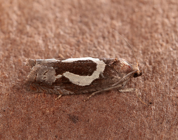 49.288 BF1183 Epiblema foenella