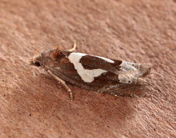 49.288 BF1183 Epiblema foenella