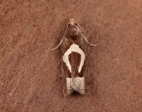 49.288 BF1183 Epiblema foenella