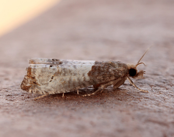 49.295 BF1178 Notocelia roborana