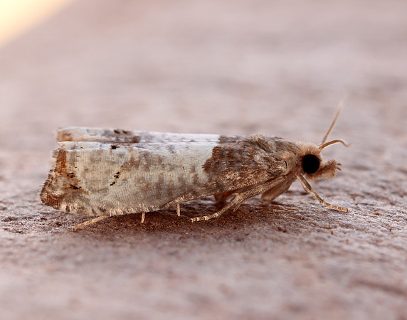 49.295 BF1178 Notocelia roborana