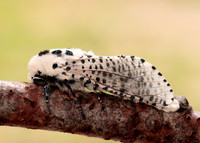 50.002 BF161 Leopard Moth Zeuzera pyrina