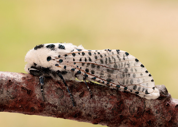 50.002 BF161 Leopard Moth Zeuzera pyrina
